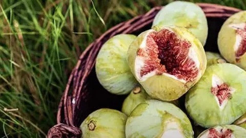 تصویر 1 از انجیر یزدی زرد با عطر طبیعی و بافت لطیف